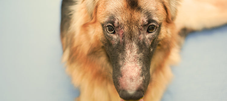 Futtermittelallergie beim Hund erkennen + richtig handeln