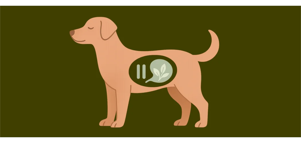 Übersäuerung beim Hund – warum Pausen heilen können