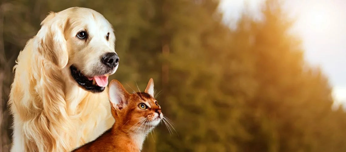 Warum steht auf unseren Dosen „Ergänzungsfuttermittel“?