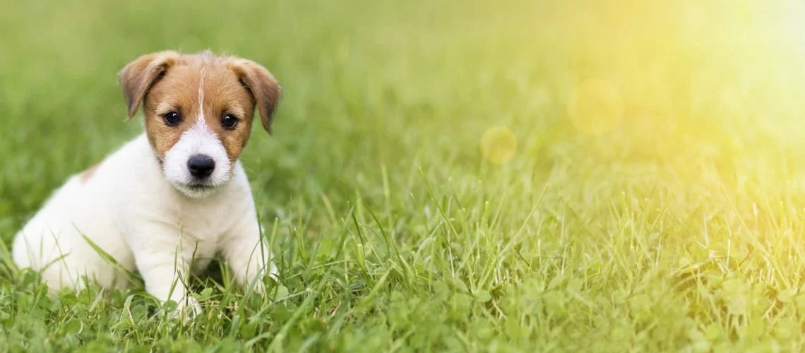 Fütterung von Welpen