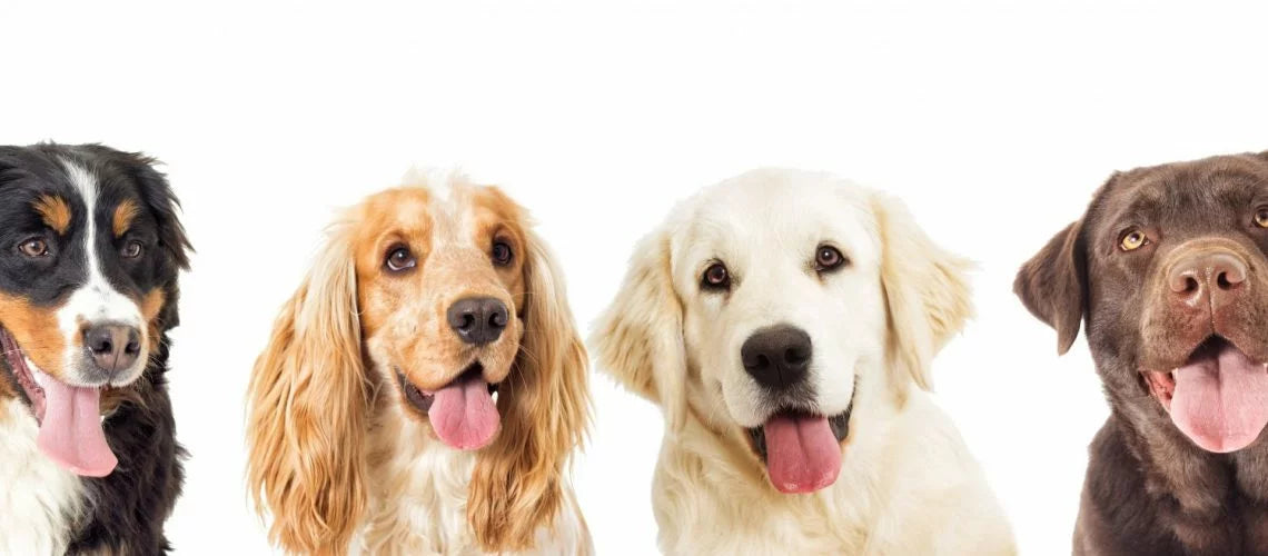 Mein Hund wird nicht satt – oder doch?