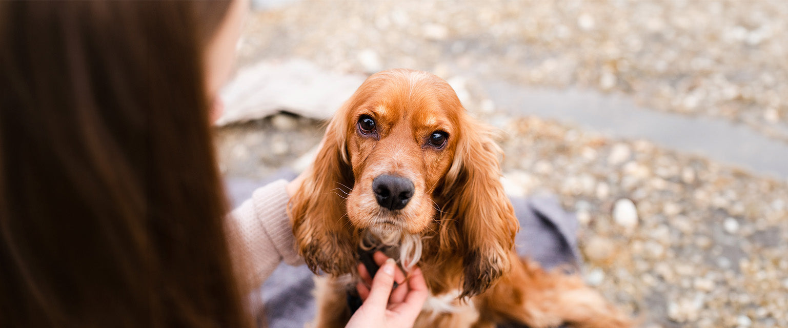Darmgesundheit beim Hund – warum sie so wichtig ist